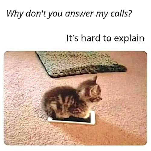 cat kitten phone.jpg